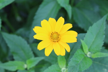 
Yellow chamomile blooms in the garden in summer