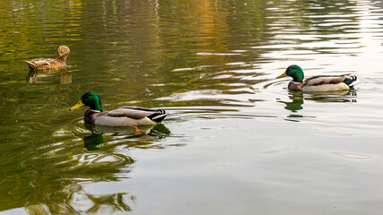 Beautiful ducks swim on the lake in autumn