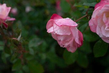 バラ園のバラ