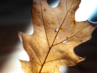Macro Photo of an Autumn Leaf