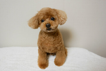 遠くを見るトイプードル