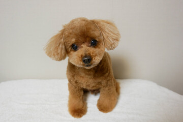 カメラ目線のトイプードル