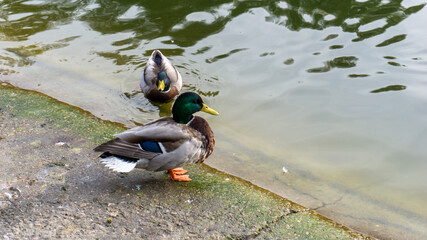 Beautiful ducks swim on the lake in autumn