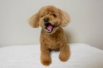 噛むトイプードル