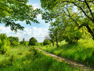 Obraz premium forest road and blue sky