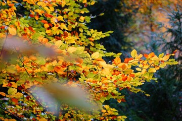 Fototapeta na wymiar Herbst Impressionen 