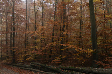 Fototapeta premium Autumn forest with high trees , yellow and red leaves ,and cut wood in the road. Forest protection and maintenance concept.Wood piles in amazing forest footpath landscape.