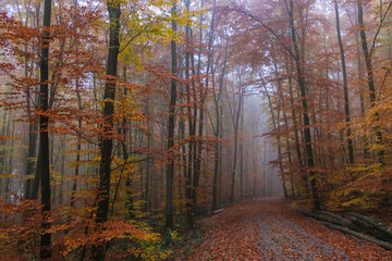 Wonderful autumn forest with fall foliage leaves on the road.Colorful footpath in forest , magical autumnal landscape.