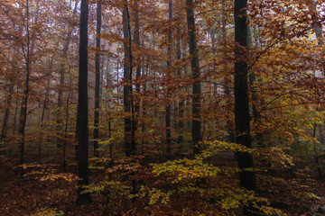 Fototapeta premium Autumn forest scenery, beautiful colorful trees in the forest with green, red and yellow leaves.Peaceful nature background concept.