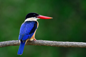 lovely blue wing black head and fresh red beak calmly sitting on wooden branch in soft lighting environment