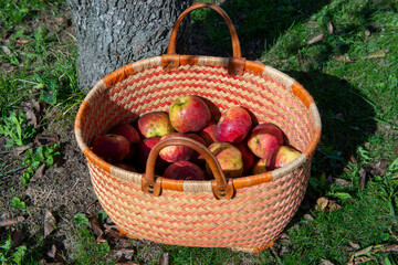 Basket of fresh apples on the wooden table in garden