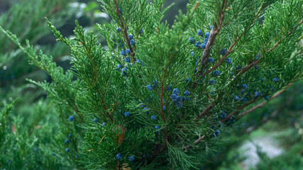 Beautiful Blossoming Juniper Virgin Fall