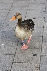 Close up picture of a duck with a blue tag on its foot at Kleine Alster, a tourist spot in Hamburg, Germany.