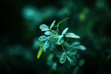In the dark forest in the early morning, the leaves of the wild green grass are covered with small shining drops of clear transparent dew. Summer morning.