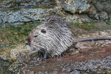 Close up of cute Coypu or Nutria or large rat or rodent sitting in a pond at a zoo in Malang, East Java, Indonesia with bokeh background. No people. 