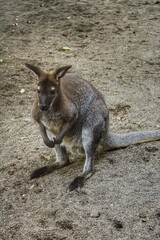 Portrait of a young wallaby or small kangaroo or small wallaroo sitting.