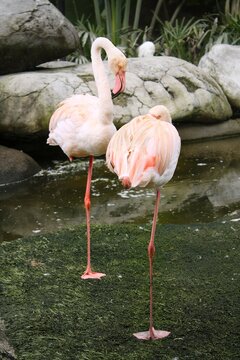 Picture of 2 flamingos standing each other with one leg in the pond.