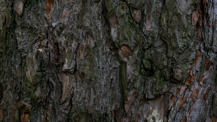 Beautiful old tree bark close-up