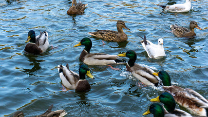 Beautiful ducks swim on the lake in autumn