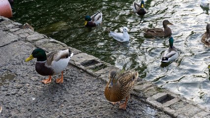 Ducks and pigeons looking for food on the shore of the lake