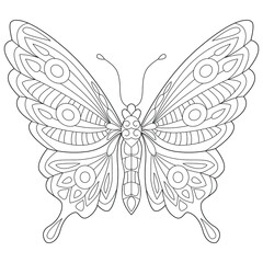 butterfly black and white vector illustration
