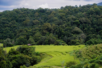 Obraz premium Landscape rice field up in the mountain full of forest green trees around, the route trail walking around the cultivation field season in the winter season with clouds above sky, feel relax and calm