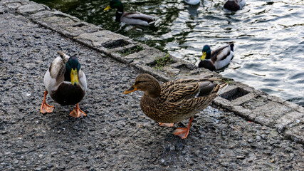 Ducks and pigeons looking for food on the shore of the lake