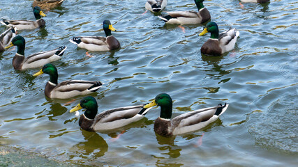 Beautiful ducks swim on the lake in autumn