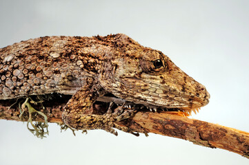 Western Bearded Anole // Falsches Chamäleon (Anolis barbatus), (Xiphosurus barbatus),...