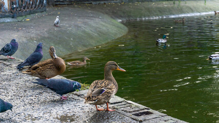 Ducks and pigeons looking for food on the shore of the lake