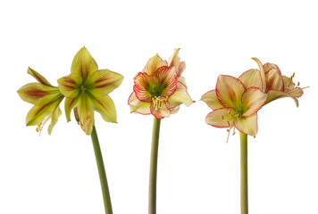 Bloom mini   Amaryllis (Hippeastrum) on white background isolated