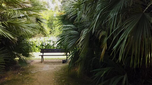 Sliding Reveal of Grey Cat Laying by Garden Bench Surrounded by Lush Palm Leaves