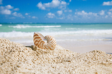 nautilus sea shell on golden sand beach in  soft sun light