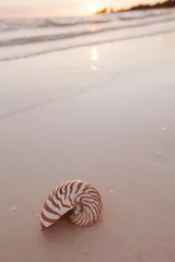 Nautilus-Muschel am goldenen Sandstrand im sanften Sonnenlicht © Elena Moiseeva