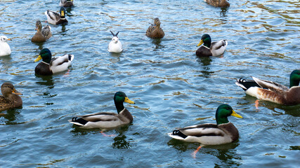 Beautiful ducks swim on the lake in autumn