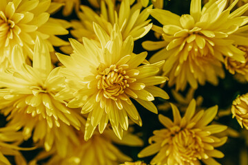  little yellow autumn chrysanthemum flowers forming a natural background