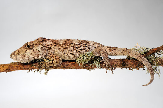 Western Bearded Anole // Falsches Cham&auml;leon (Anolis barbatus), (Xiphosurus barbatus), (Chamaeleolis barbatus)