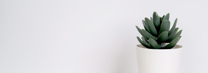 Fototapeta premium Mini plant succulent on wooden white desk, little plant and leaf in potted on table, copy space, nobody, tree in pot for decoration in home, texture background, spring and summer, banner website.