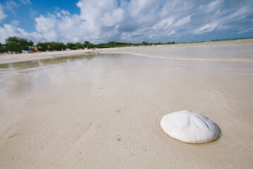 sand dollar coral on beach sand under sea waves