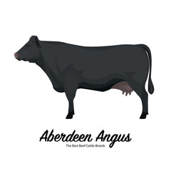 Aberdeen Angus Cow - The Best Beef Cattle Breeds. Farm animals. Vector Illustration.