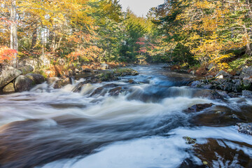 river in autumn forest