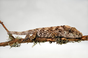 Falsches Chamäleon // Western Bearded Anole (Anolis barbatus), (Xiphosurus barbatus),...