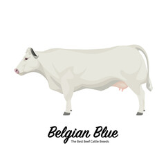 Belgian Blue Cow - The Best Beef Cattle Breeds. Farm animals. Vector Illustration.