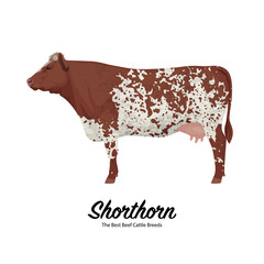 Shorthorn Cow - The Best Beef Cattle Breeds. Farm animals. Vector Illustration.