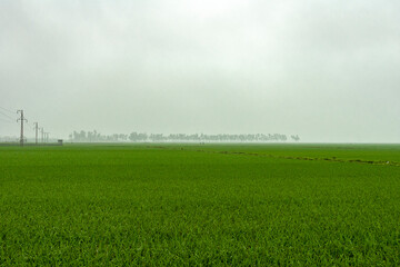 Paddy fields in the northern part of Vietnam