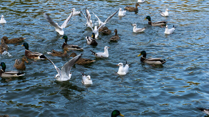 Beautiful ducks swim on the lake in autumn