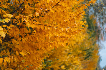 Yellow fall leaves in the forest. Golden autumn