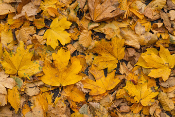 Naklejka na ściany i meble Yellow fall leaves in the forest. Golden autumn