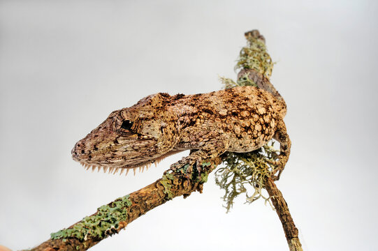 Falsches Cham&auml;leon // Western Bearded Anole (Anolis barbatus), (Xiphosurus barbatus), (Chamaeleolis barbatus)