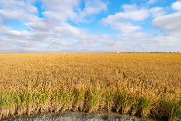 rice field in spain for collection